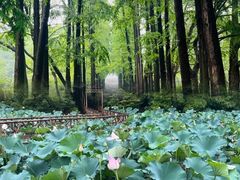 -上海滨江森林公园