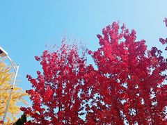 -辽宁大学(崇山校区)