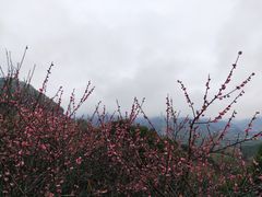 -新建村梅花