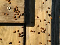 -帽儿山国家森林公园