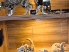 -猫十亿·布偶金渐层·曼基康矮脚猫舍(青年路店)