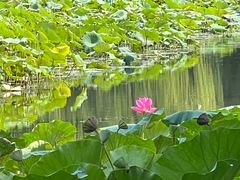 -皇家御河游(紫御湾码头)