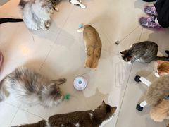 -平行世界·猫咖(首经贸店)