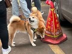 -老袁炒年糕(富豪路店)