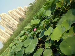 -前关湿地公园