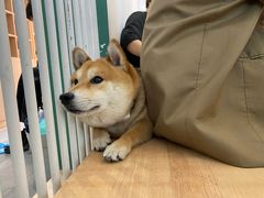 -是阿柴呀！柴犬咖啡·爱喵喵猫咖