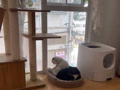-是阿柴呀！柴犬咖啡·爱喵喵猫咖