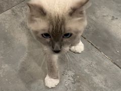 -楼上猫咖(罗湖店)