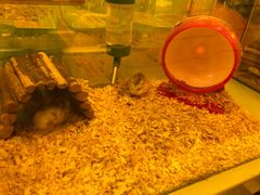 -龙猫仔乐园(惠福东路店)