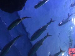 -暹罗海洋世界