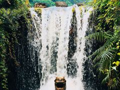 -深圳仙湖植物园