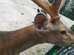 -武陵山森林公园