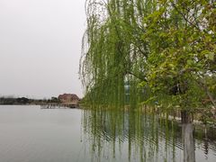 -大塘金香草谷