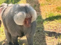 -西霞口神雕山野生动物世界