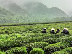 -中国茶叶博物馆(双峰馆区)