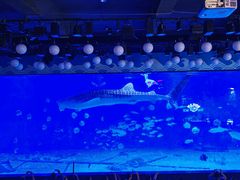 -烟台海昌鲸鲨海洋公园