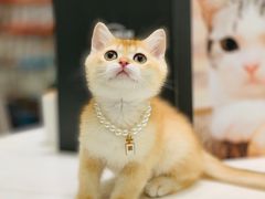 -袖虎·猫馆(体育西路店)