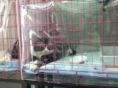 -美联众合动物医院·24h京西诊疗中心