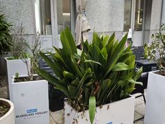 -Blueglass酸奶(上生新所店)