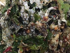 -白家寨子·山野白族菜(古城总店)