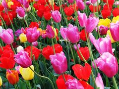 -大宁郁金香公园-停车场