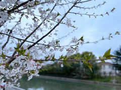 -嘉定紫藤园