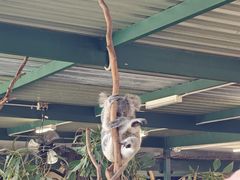 -费瑟代尔野生动物园