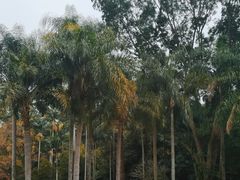 -深圳仙湖植物园