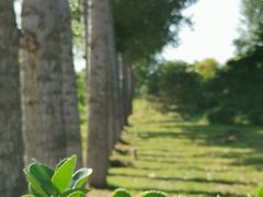 -燕郊植物园