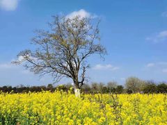-武汉紫薇都市田园