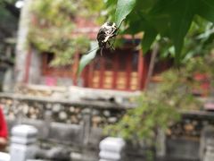 -大觉寺-停车场