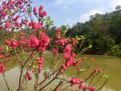 -南国桃园旅游度假区