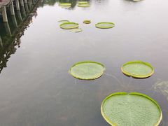 -荷塘月色湿地公园·向阳花洲