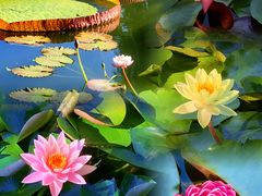 -国家植物园南园