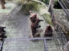 -深圳野生动物园