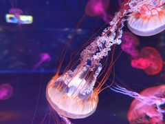 -上海海昌海洋公园