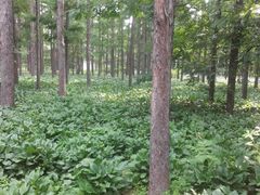 -黑龙江省森林植物园