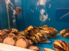 -食神鱼头佛跳墙(百子湾旗舰店)