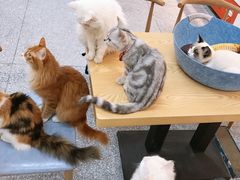 -绒爪撸猫下午茶·猫咖
