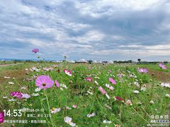 -敕勒川草原