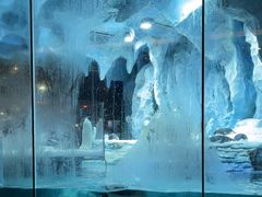 -帝企鹅自助餐厅•儿童岛•真企鹅(长隆企鹅酒店)