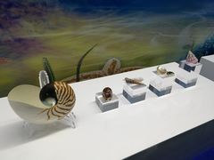 -贝壳王国博物馆
