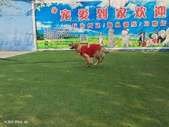 -宠物寄养训练学校