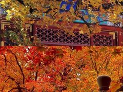 -香山公园