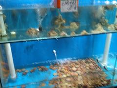 -港畔赶海蒸汽海鲜烧烤自助(仙螺岛店)