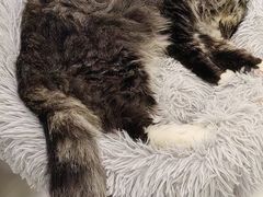 -安格丽娜·狗咖·猫咖羊驼咖(春熙路百盛商场店)