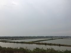 -大湾区中央湿地公园-十九涌