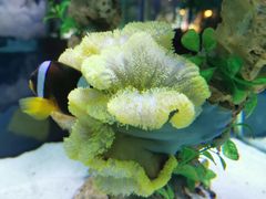 -太平洋海底世界