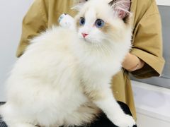 -爱洗澡的猫(天河路店)