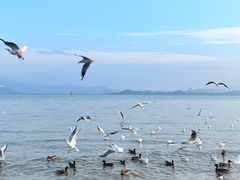 -深圳湾公园(南山区)